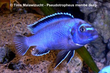 Pseudotropheus membe deep