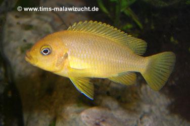 Pseudotropheus membe deep