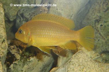 Pseudotropheus membe deep Weibchen