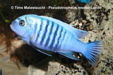 Pseudotropheus msobo Lundo Island