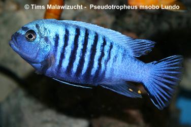 Pseudotropheus msobo "Lundo Island" Männchen