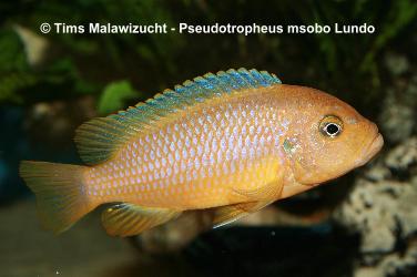 Pseudotropheus msobo Lundo Island