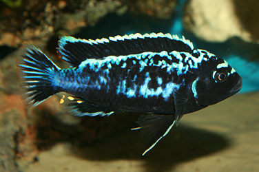 Pseudotropheus msobo magunga