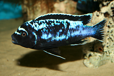 Pseudotropheus msobo magunga