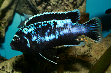 Pseudotropheus msobo magunga