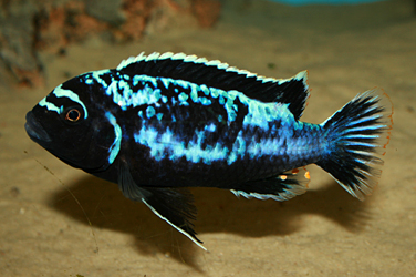 Pseudotropheus msobo magunga