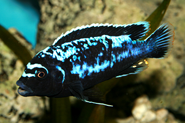 Pseudotropheus msobo magunga