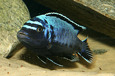 Pseudotropheus msobo magunga