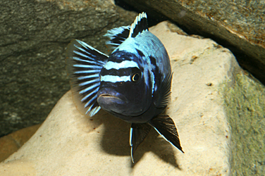 Pseudotropheus msobo magunga