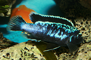 Pseudotropheus msobo magunga