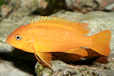 Pseudotropheus msobo magunga