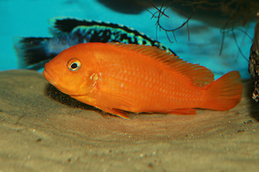 Pseudotropheus msobo magunga Weibchen