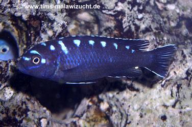 Pseudotropheus neon spot "Ruarwe" Männchen