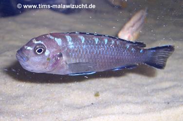 Pseudotropheus elongatus Neon Spot Ruarwe