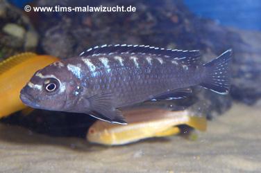 Pseudotropheus elongatus Neon Spot Ruarwe