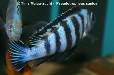 Pseudotropheus saulosi