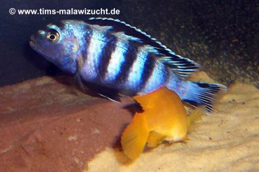 Pseudotropheus saulosi