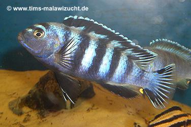 Pseudotropheus saulosi