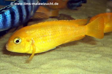 Pseudotropheus saulosi