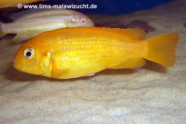 Pseudotropheus saulosi Weibchen