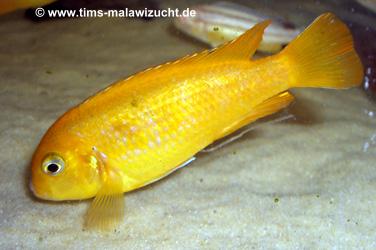 Pseudotropheus saulosi