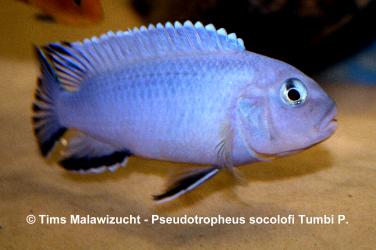 Pseudotropheus socolofi Tumbi Point