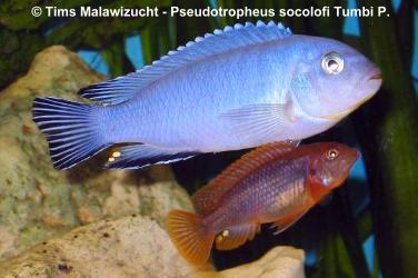 Pseudotropheus socolofi Tumbi Point