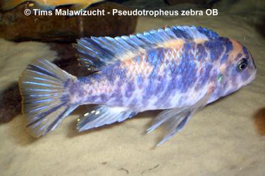 Pseudotropheus zebra OB