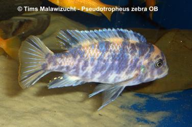 Pseudotropheus zebra OB