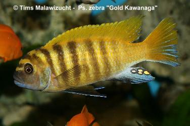 Pseudotropheus zebra gold Kawanga