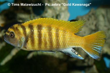 Pseudotropheus zebra gold Kawanga