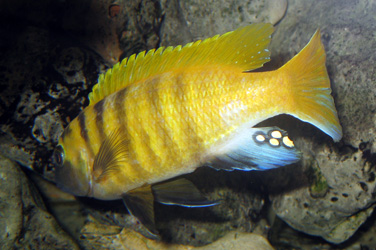 Pseudotropheus zebra gold "Kawanga" Männchen