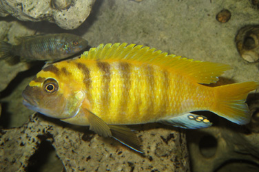 Pseudotropheus zebra gold Kawanga