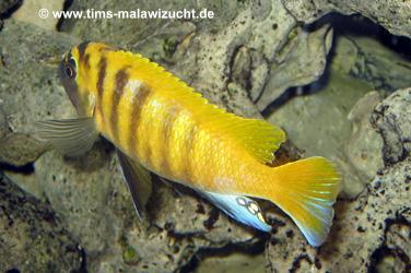 Pseudotropheus zebra gold Kawanga