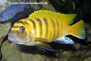 Pseudotropheus zebra gold Kawanga