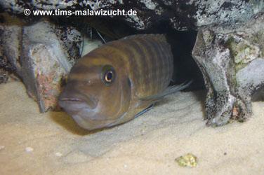 Pseudotropheus zebra gold Kawanga