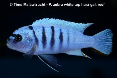 Pseudotropheus zebra white top