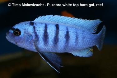 Pseudotropheus zebra