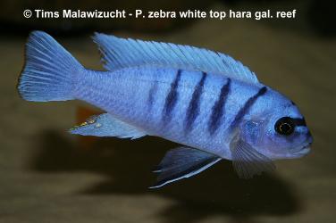 Pseudotropheus zebra