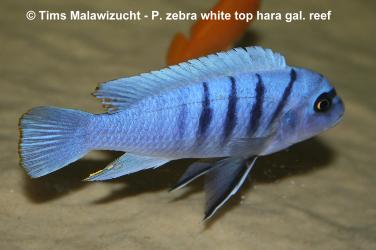Pseudotropheus zebra whitetop Galileya reef