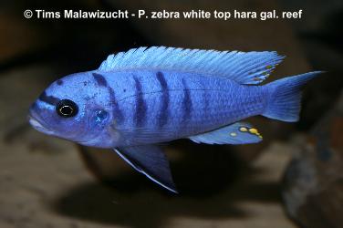 Pseudotropheus zebra whitetop Galileya reef