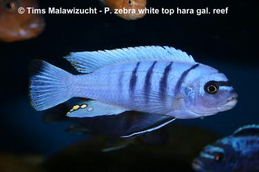 Pseudotropheus zebra