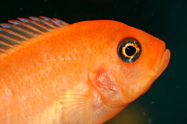 Pseudotropheus estherae Minos Reef red red