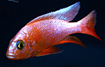 Sciaenochromis ahli white snowblood pinkflush