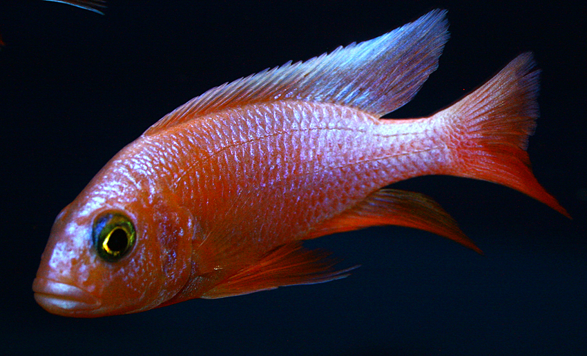 Sciaenochromis ahli white "snowblood" pinkflush