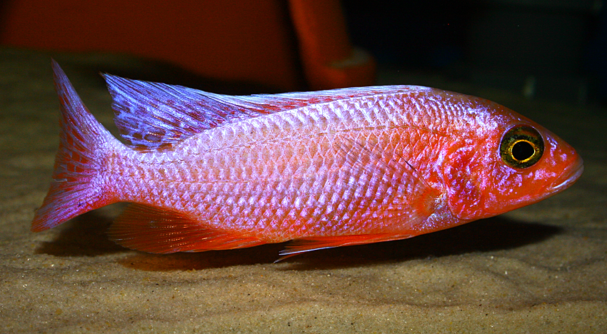 Sciaenochromis ahli white "snowblood" pinkflush