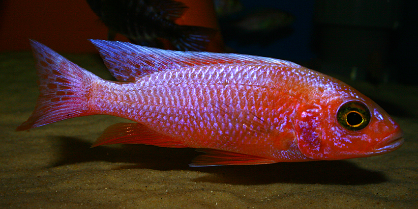 Sciaenochromis ahli white "snowblood" pinkflush