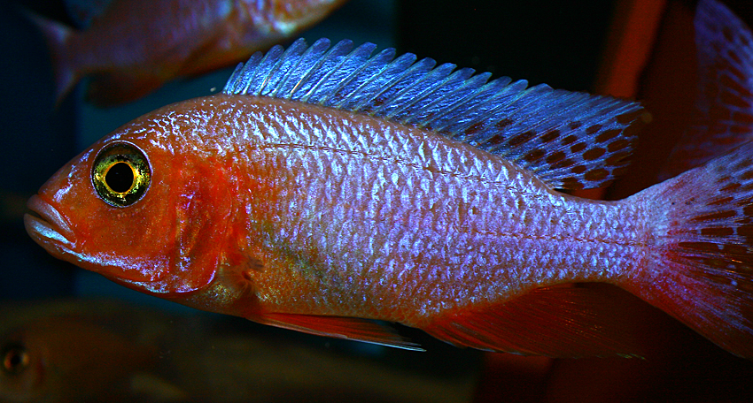 Sciaenochromis ahli white "snowblood" pinkflush