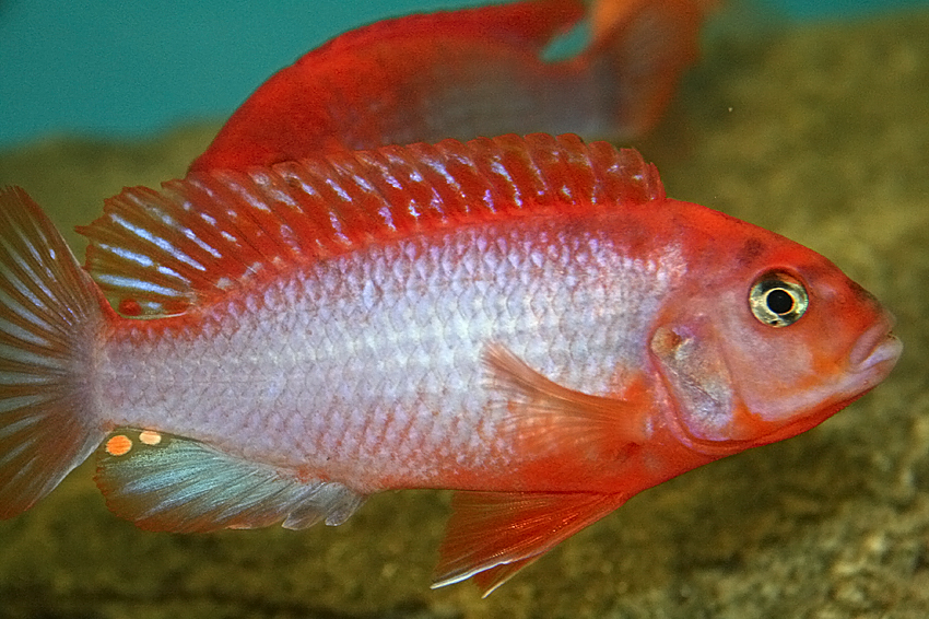 Iodotropheus sprengerae "superior red"