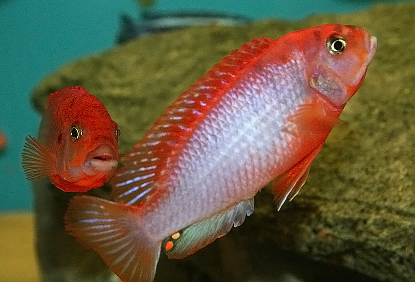 Iodotropheus sprengerae "superior red"